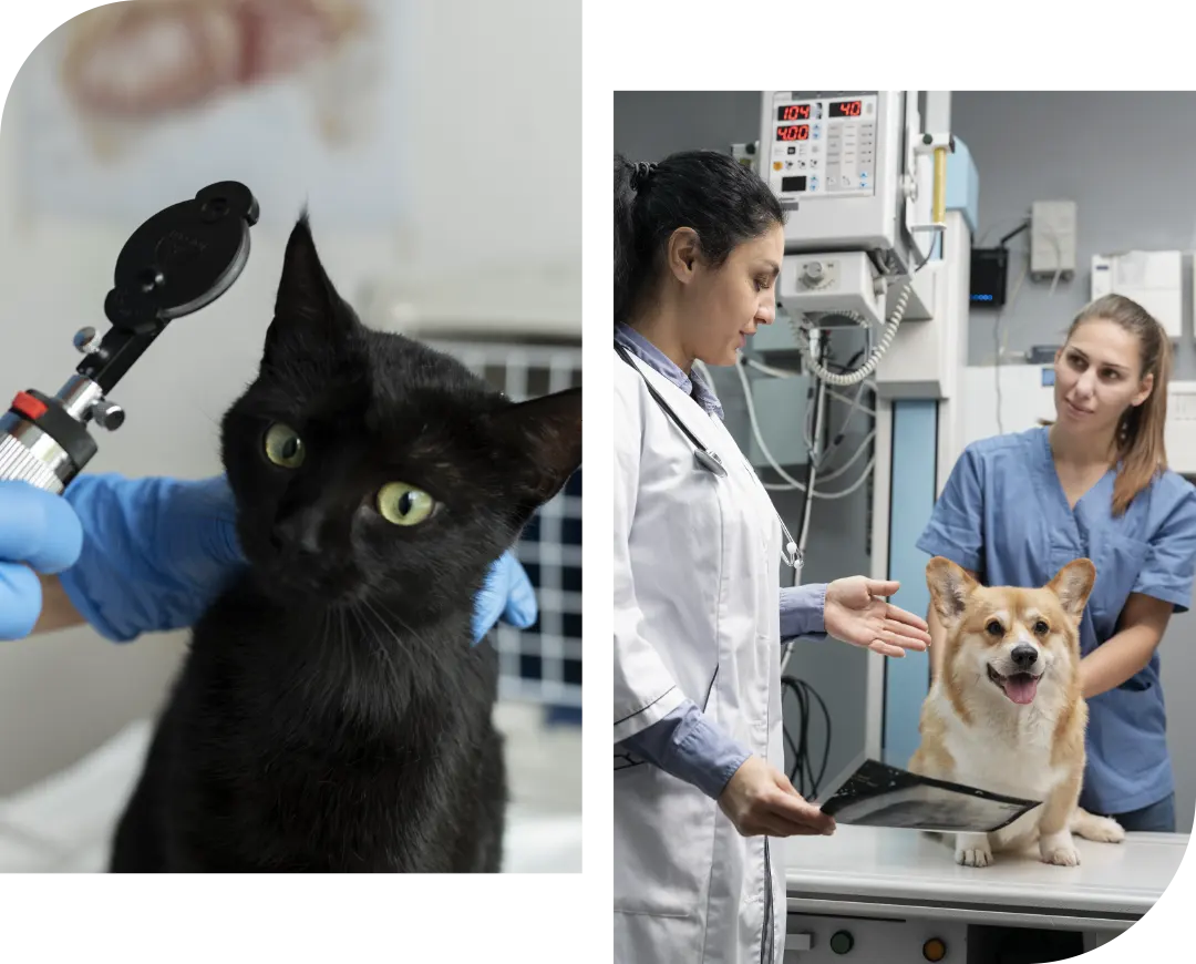 Pet insurance for dogs and cats
